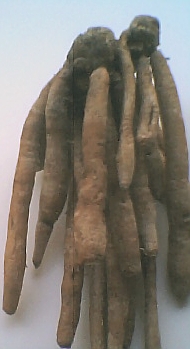 ginger-like root1.jpg